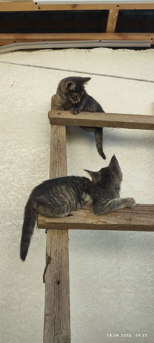 Mushuk bolasi  hadyaga