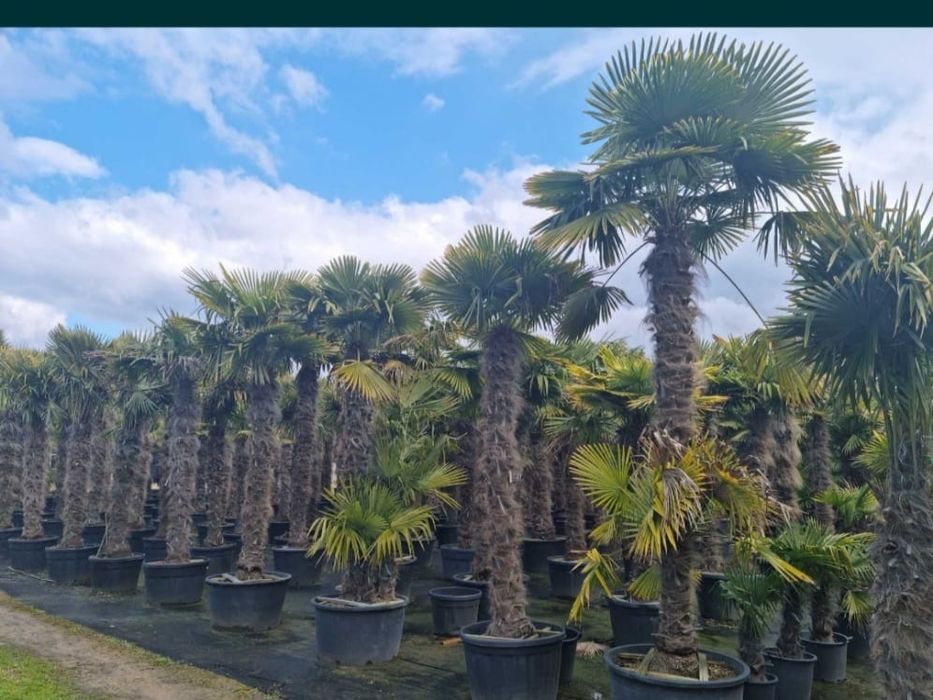 Plante ornamentale de gradina