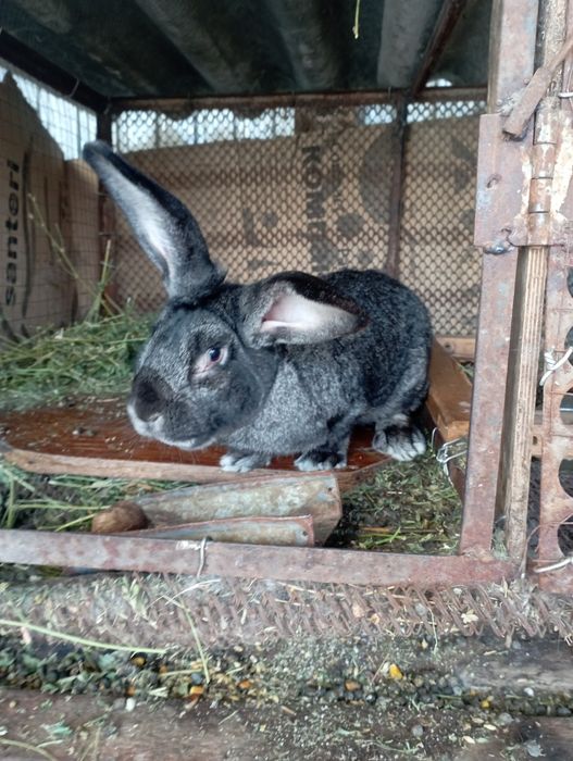 Продажа Кроликов