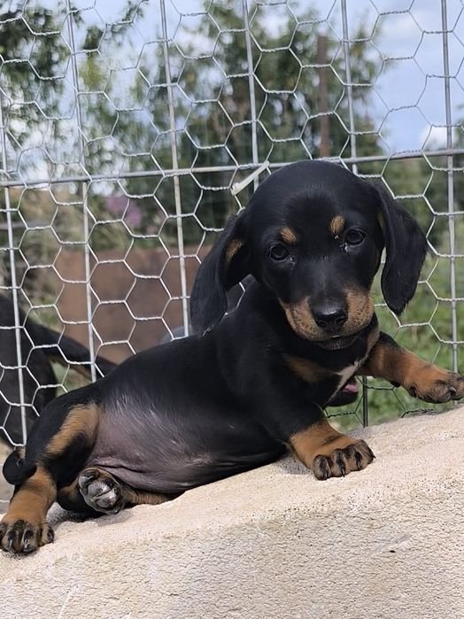 Cățel teckel dachshund
