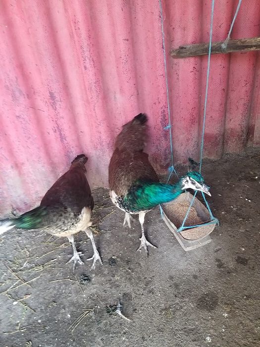 Vand pereche pauni purtători de alb