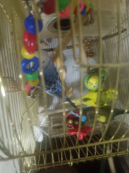 Волнистый попугаи