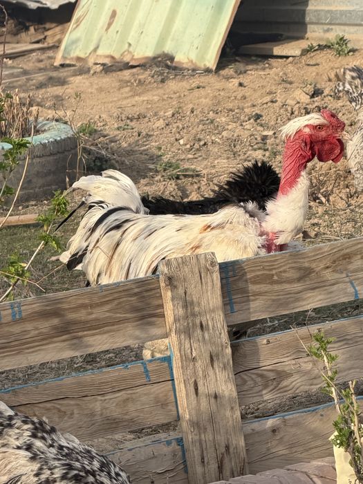 Продаем Петух, Әтеш сатамыз