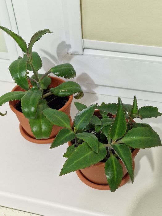 Каланхоэ лечебное