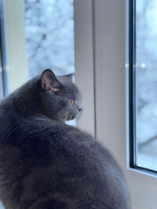 Вязка кота британской породы!