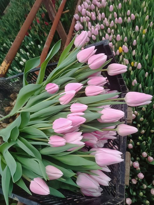 Тюльпаны оптом .