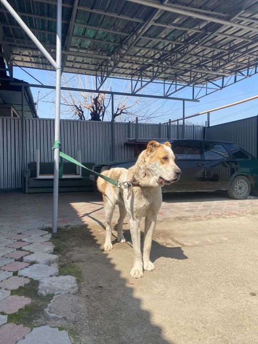 Продается алабай