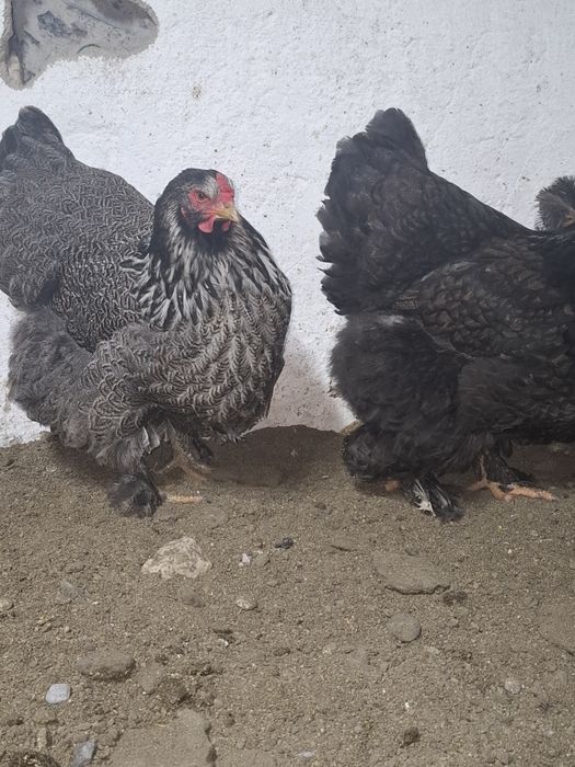 Продам      куры