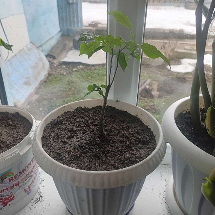 Карликовая хурма Нанус