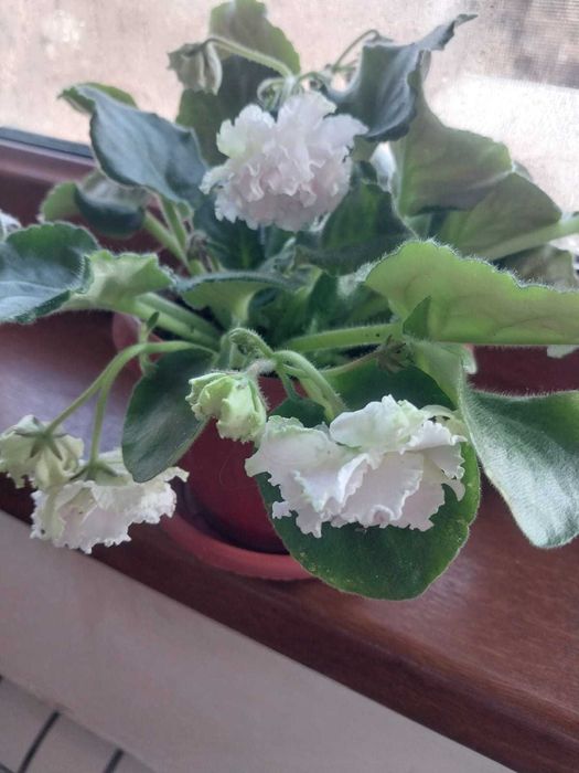 продам цветы -фиалки