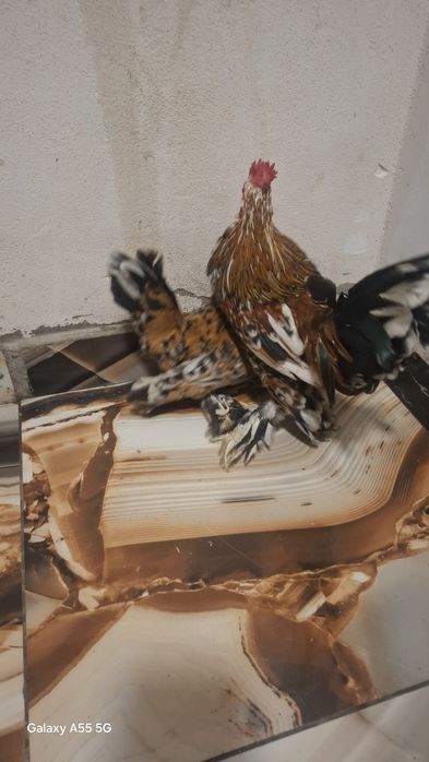 Vând găini mi de flori