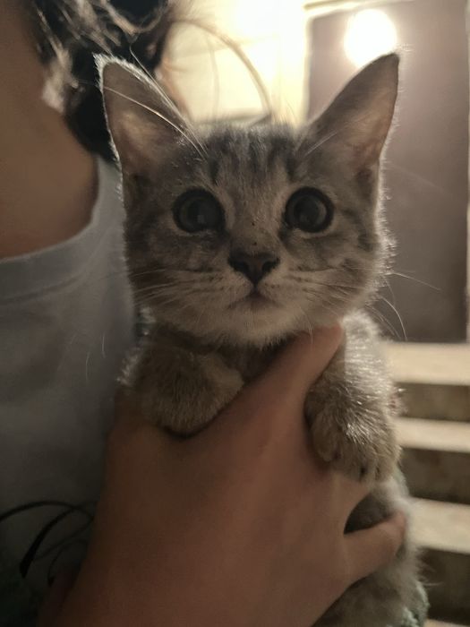 Котенок ласковый