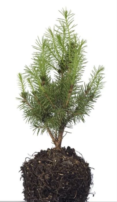 Сажаем Дерево Сосна