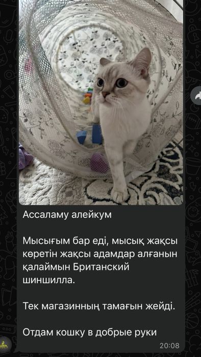 Кошка британский