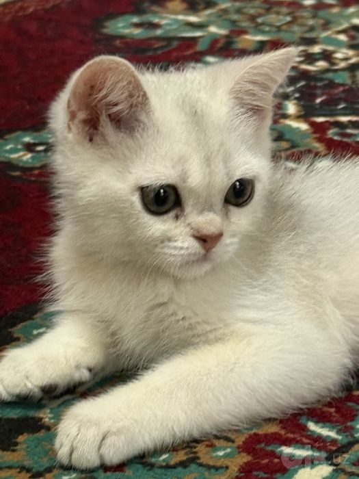 Серебристый шиншила