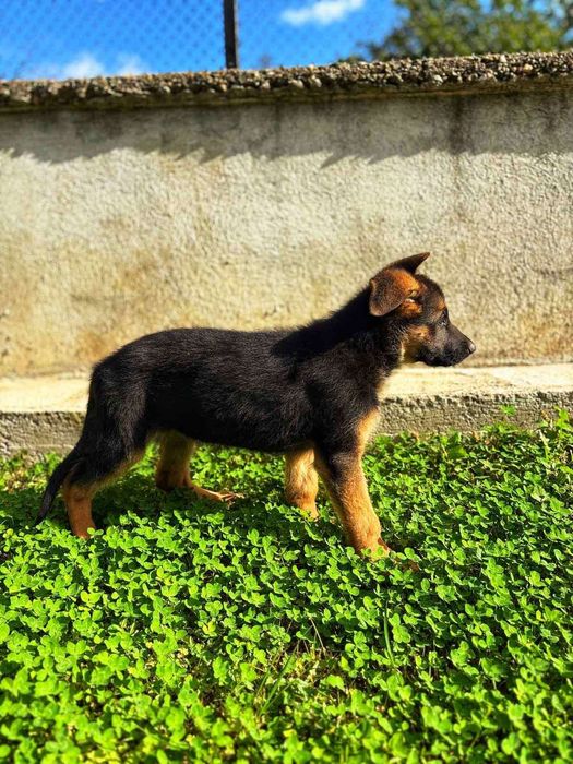 Мъжка немска овчарка