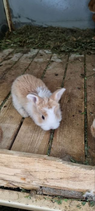 Quyonlar sotiladi кролики продаётся