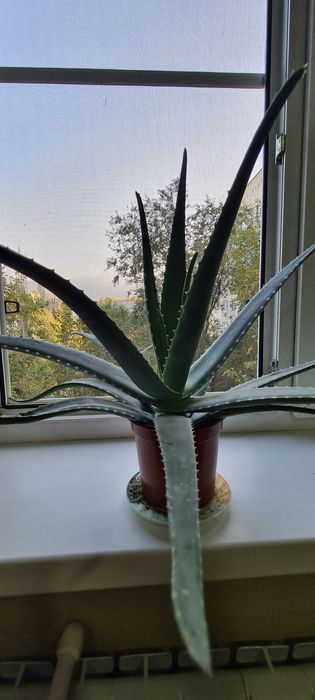 Алое Вера Барбаденсис многолетние