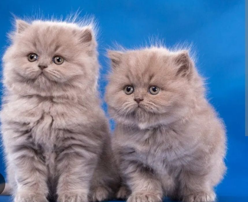 Продаётся британские котята