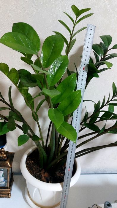 Продам цветы.комнатный