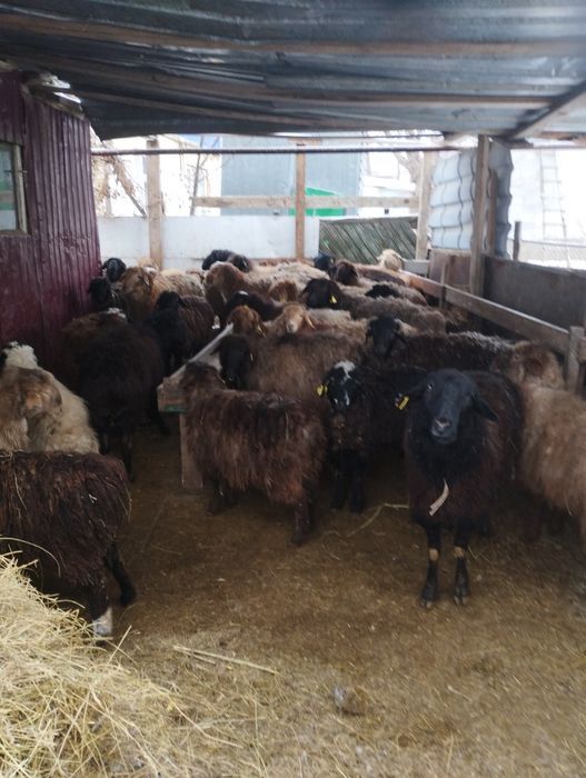 Койлар,токтылар сатылады