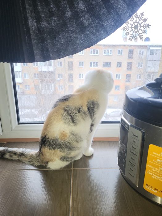 Скотиш фолд  кошка