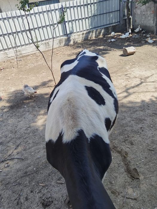 Vacă de vânzare!
