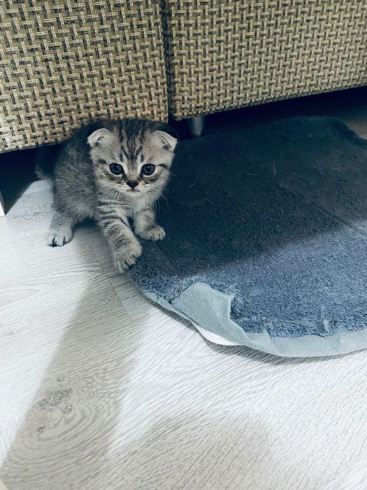 Кошки, красивые послушные