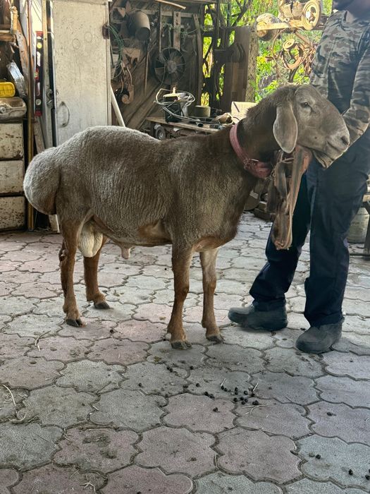 Арашан Кошкар линия Корабль