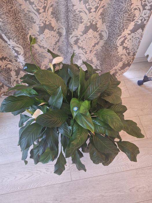 Crin al Păcii superb!