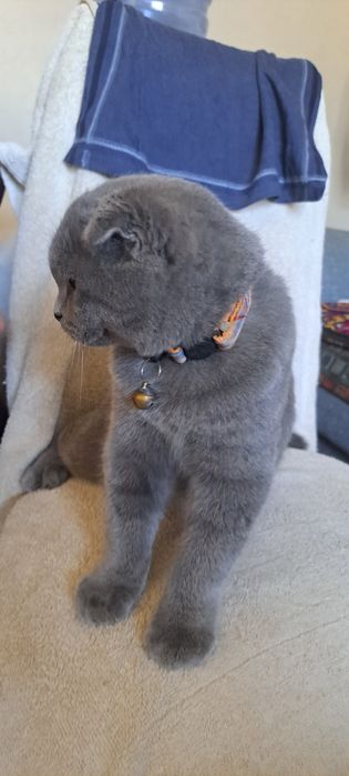 Кошка выслоухая шотландская