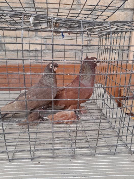 Продаются Голуби