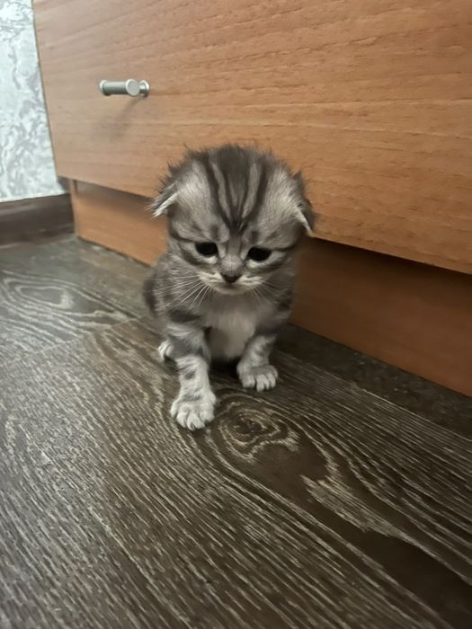 Шотландские котята