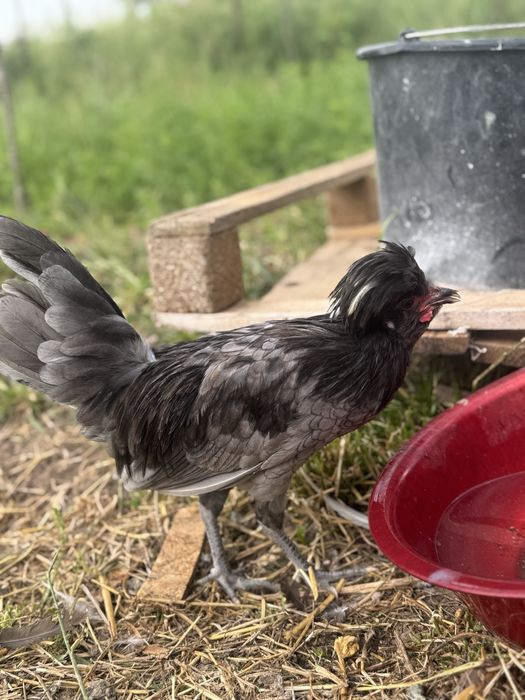 Motata olandeza , paduana cocosi