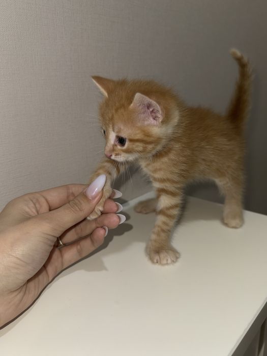 катенок 1,5 месяца