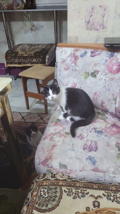 Котята в добрые руки