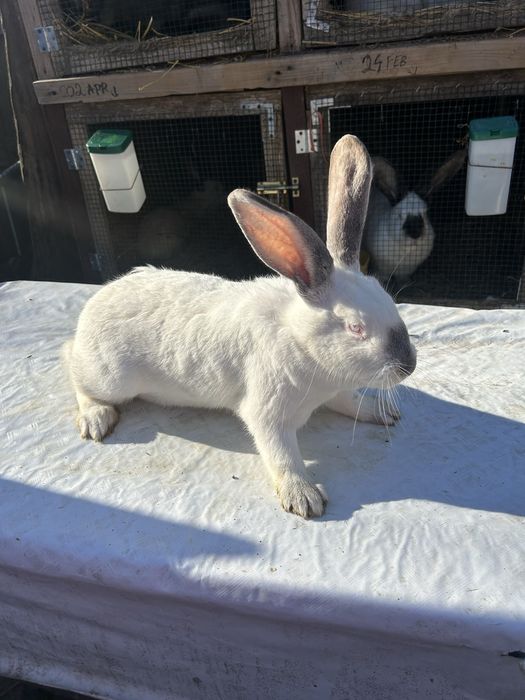Iepuri Hycole cu transilvania