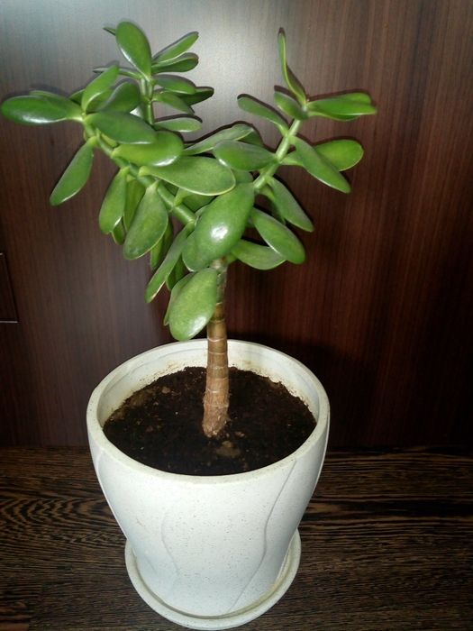 Палма драцена фраганс-110см.,коледниче,исусов венец,кротон,бамбук и др