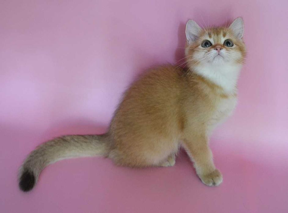 британские котята из питомника