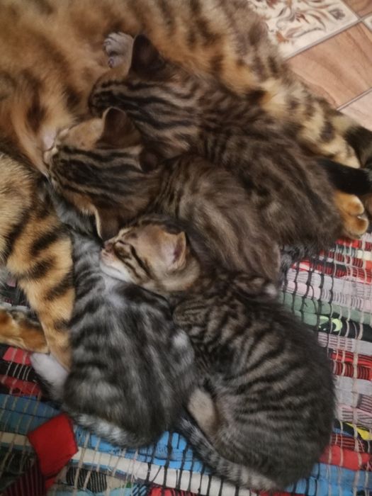 Красивые породистые котята