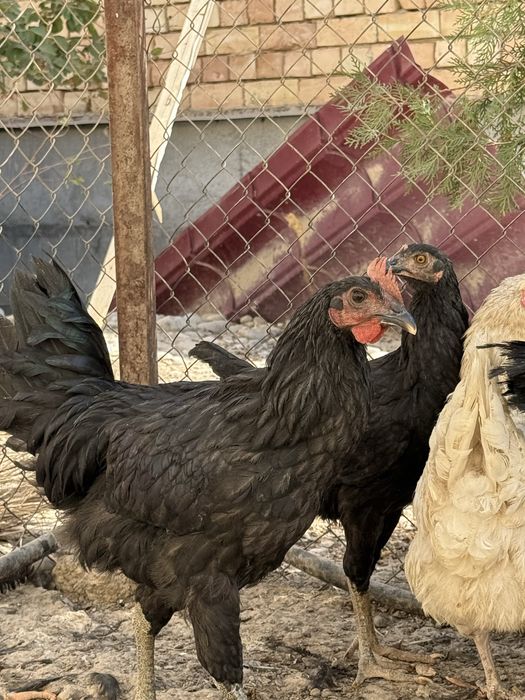 Қора Шахзода, Черный Принц