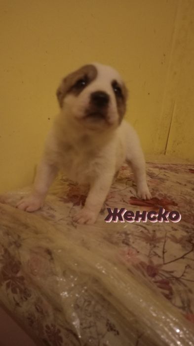 Продавам кученца порода АЛАБАЙ