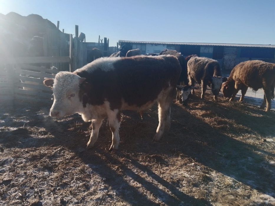 Еркек бұқа сатылады.