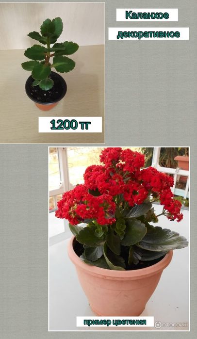 Комнатные растения цветы каланхоэ