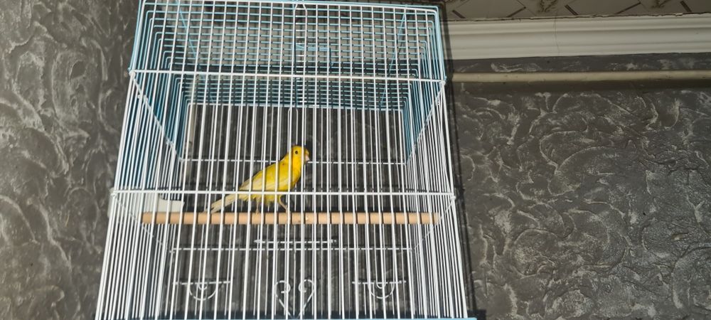 Кенар самец канарейка