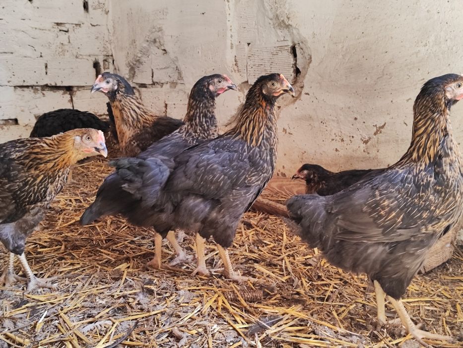 Ярки супер харко за яйца и месо