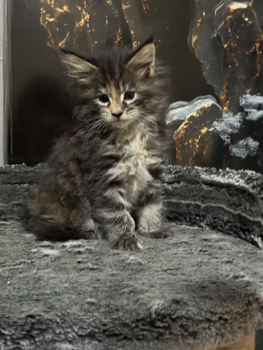 Премиальные котята Maine Coon | Элитная порода