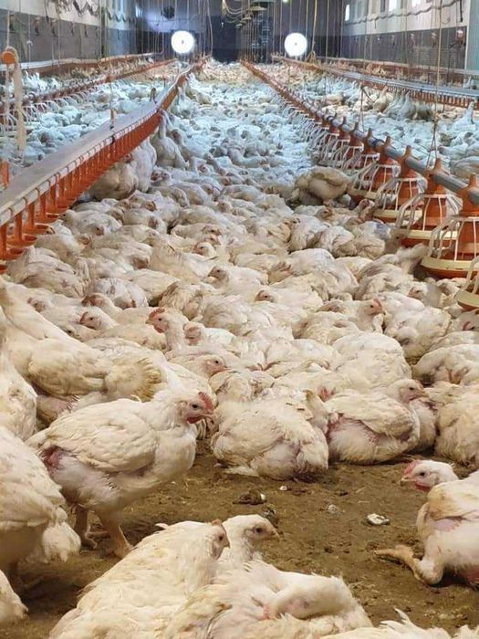 Ferma de pui si gaini