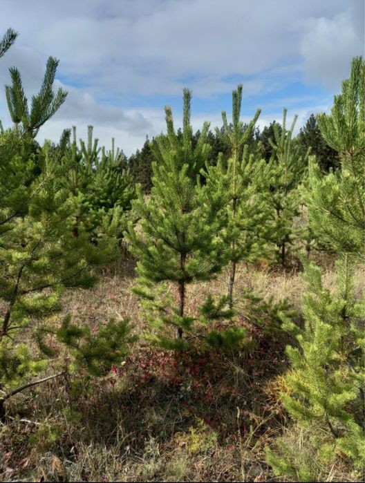 Саженцы всех видов