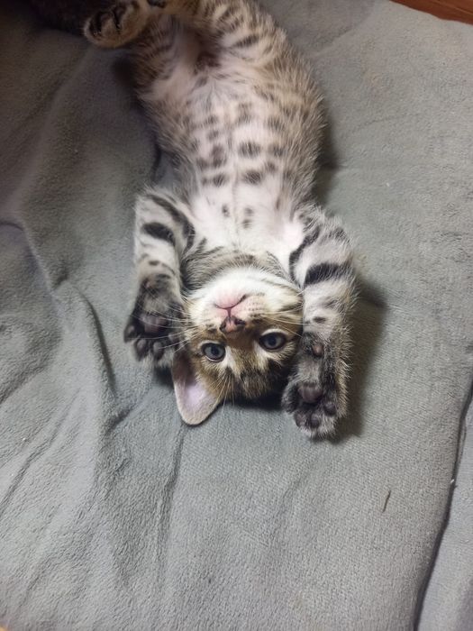 Котята отдам в добрые руки